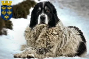 Read more about the article Ciobănesc Românesc de Bucovina breeders and puppies in Lower Austria