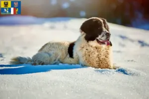 Read more about the article Ciobănesc Românesc de Bucovina Breeder and puppies in Moravia-Silesia