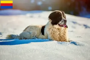 Read more about the article Ciobănesc Românesc de Bucovina Breeder and puppies in North Holland