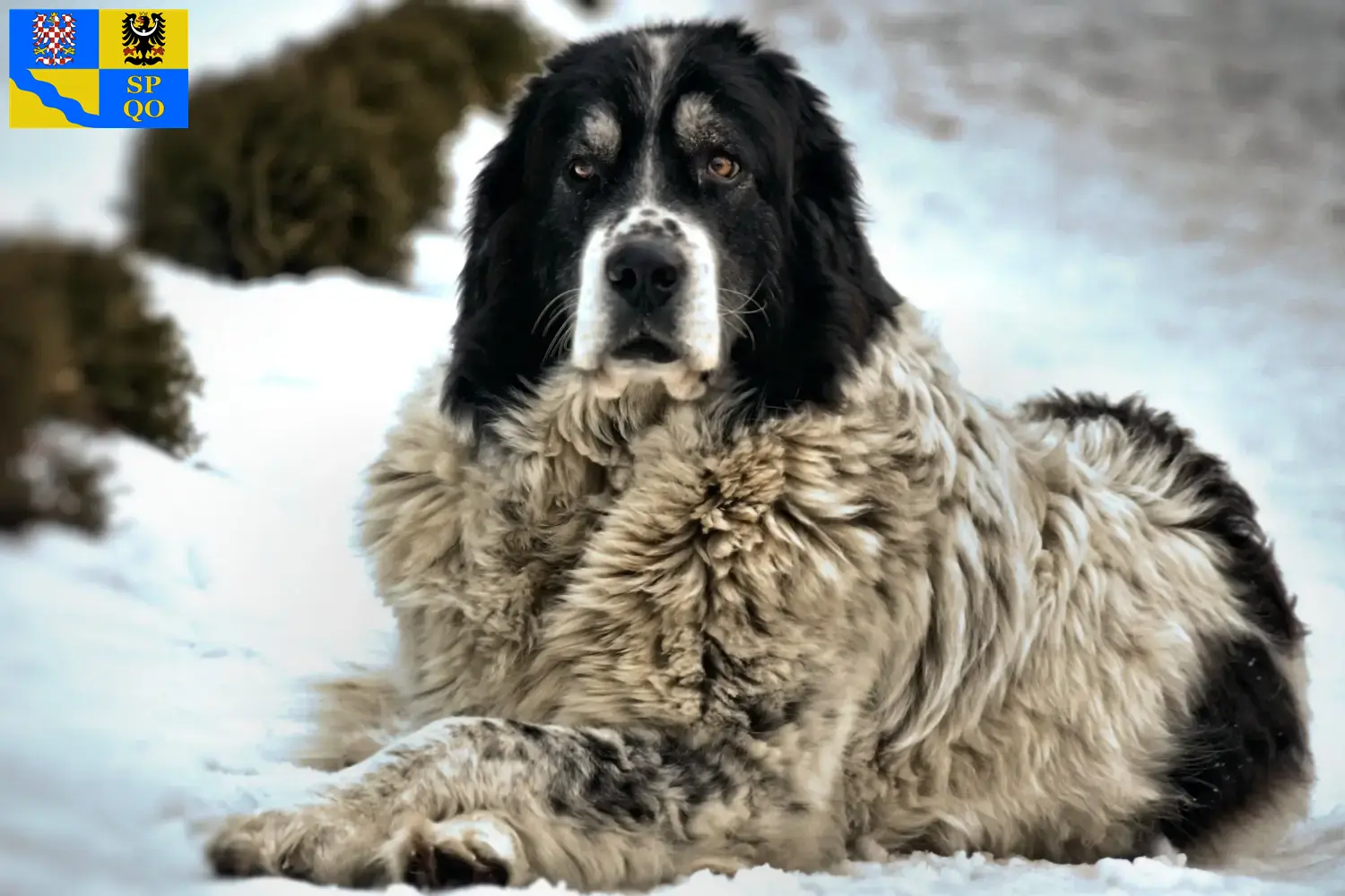 Read more about the article Ciobănesc Românesc de Bucovina breeder and puppies in Olomouc