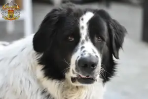 Read more about the article Ciobănesc Românesc de Bucovina breeder and puppies in Prague