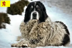 Read more about the article Ciobănesc Românesc de Bucovina Breeder and puppies in South Holland