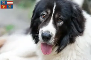 Read more about the article Ciobănesc Românesc de Bucovina breeders and puppies in South Moravia