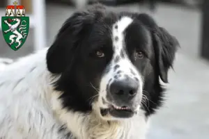 Read more about the article Ciobănesc Românesc de Bucovina breeders and puppies in Styria