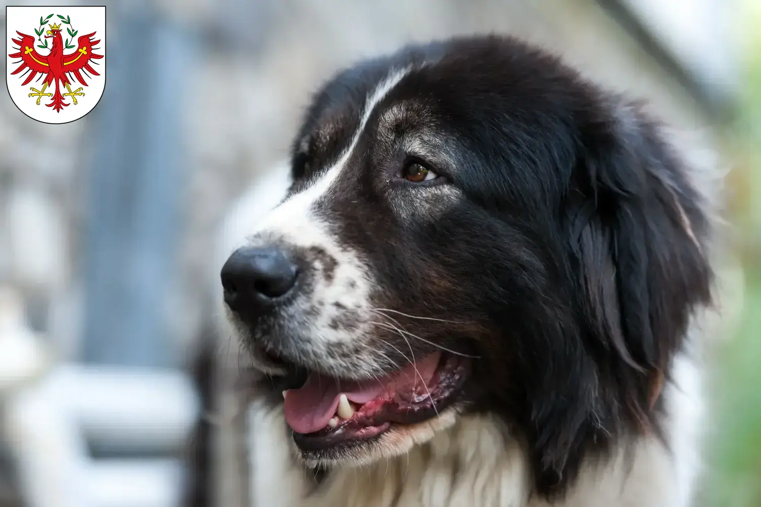 Read more about the article Ciobănesc Românesc de Bucovina breeders and puppies in Tyrol