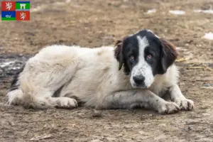 Read more about the article Ciobănesc Românesc de Bucovina breeder and puppies in Ústí