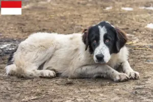 Read more about the article Ciobănesc Românesc de Bucovina breeders and puppies in Vienna