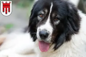 Read more about the article Ciobănesc Românesc de Bucovina breeders and puppies in Vorarlberg