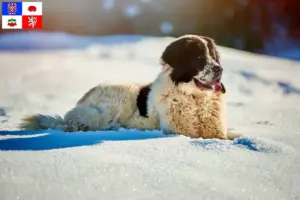 Read more about the article Ciobănesc Românesc de Bucovina Breeder and puppies in Vysočina