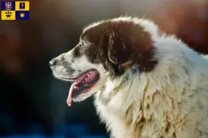 Read more about the article Ciobănesc Românesc de Bucovina breeder and puppies in Zlín