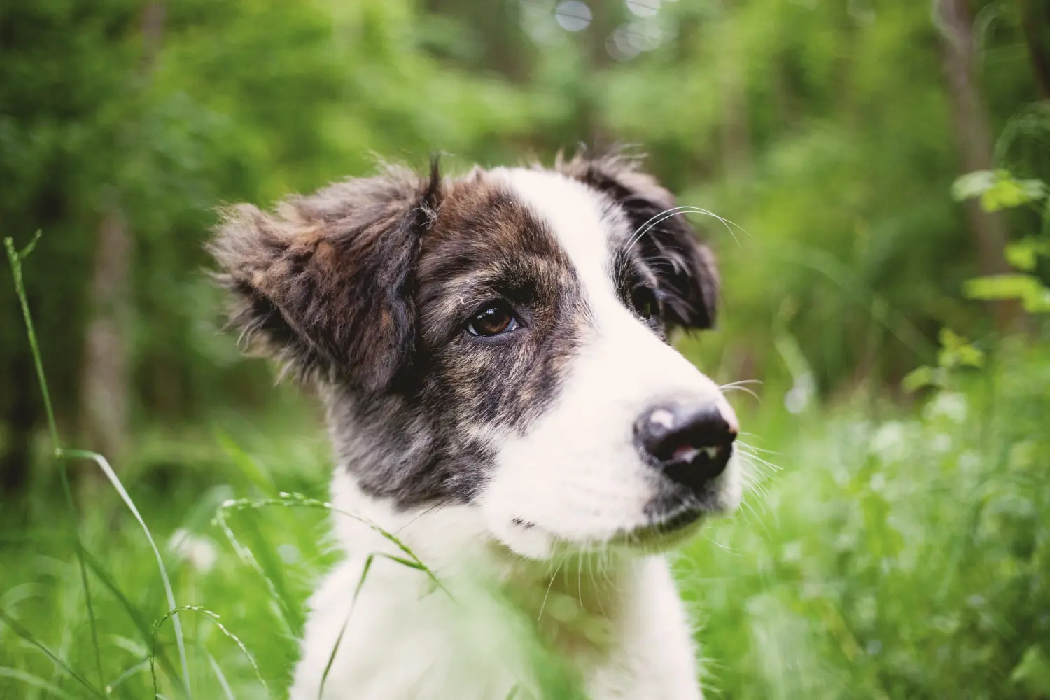 Buying a Ciobănesc Românesc de Bucovina puppy means taking responsibility! Buy Ciobănesc Românesc de Bucovina puppies.