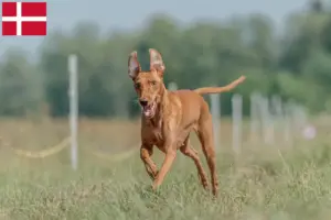 Read more about the article Cirneco dell’ Etna breeders and puppies in Denmark