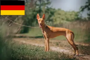 Read more about the article Cirneco dell’ Etna breeders and puppies in Germany