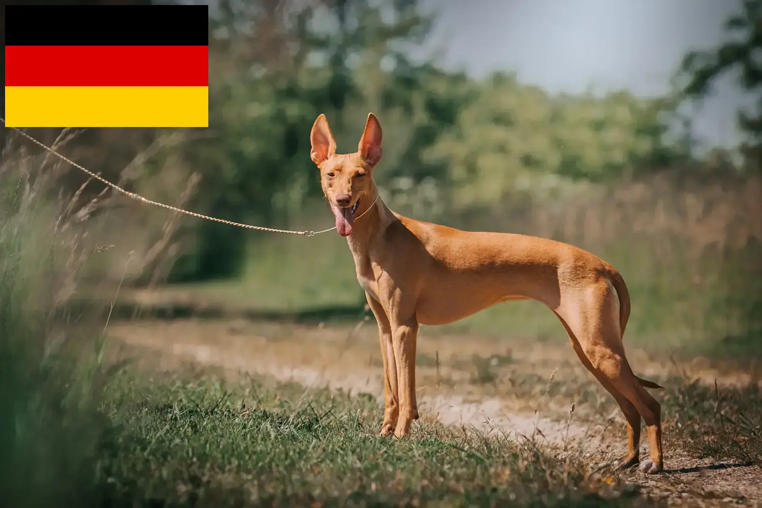 Read more about the article Cirneco dell’ Etna breeders and puppies in Germany