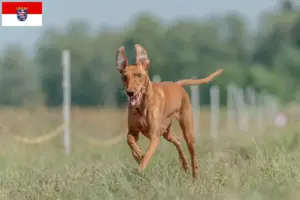 Read more about the article Cirneco dell’ Etna breeders and puppies in Hessen