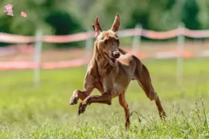 Read more about the article Cirneco dell’ Etna breeders and puppies in Hovedstaden