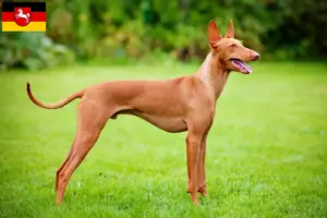 Read more about the article Cirneco dell’ Etna breeders and puppies in Lower Saxony