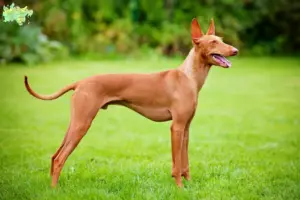 Read more about the article Cirneco dell’ Etna breeders and puppies in Midtjylland