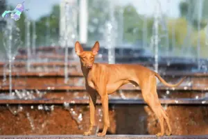 Read more about the article Cirneco dell’ Etna breeders and puppies in Nordjylland