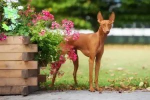 Read more about the article Cirneco dell’ Etna breeders and puppies in Sjælland