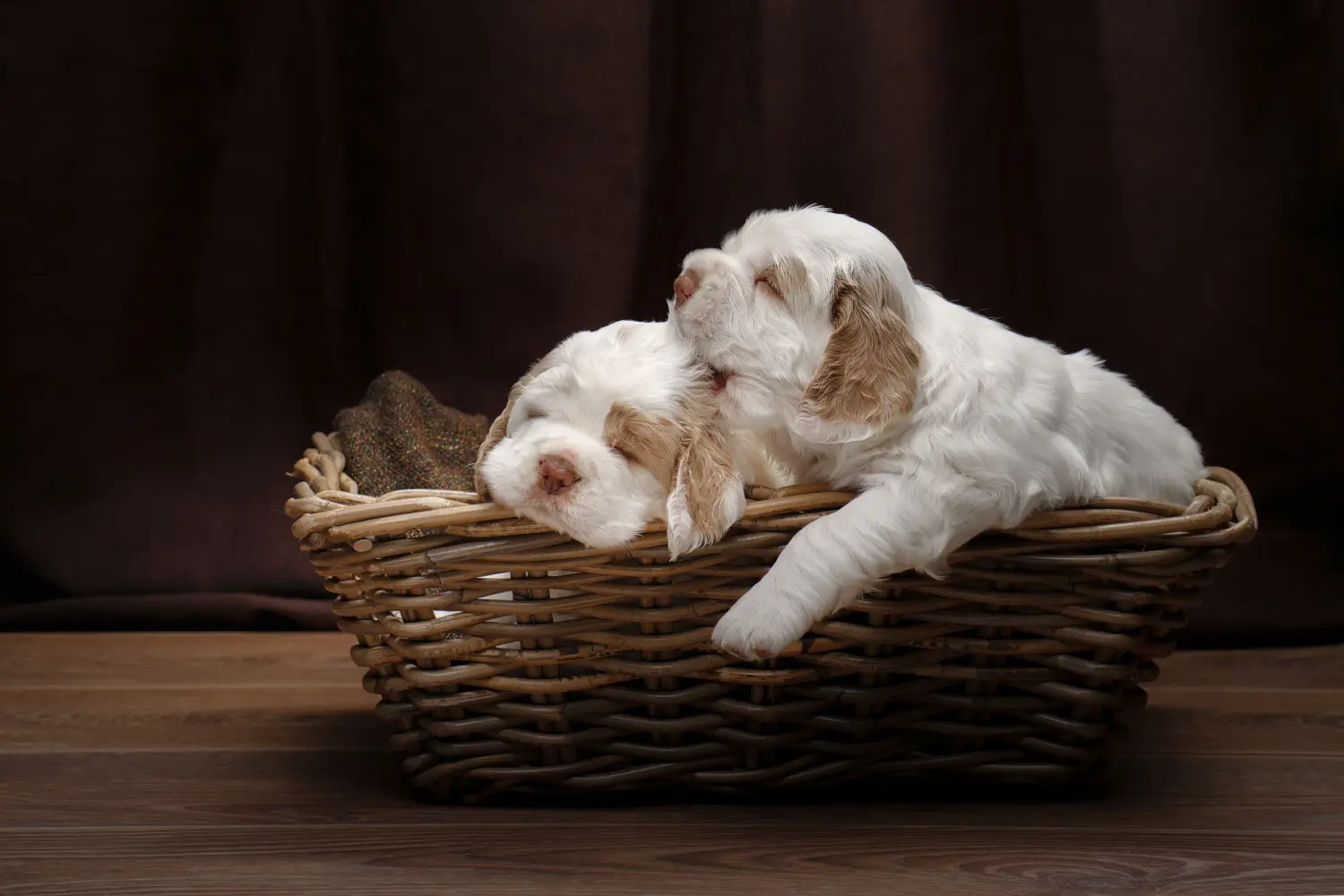 Buying a Clumber Spaniel puppy means taking responsibility! Buy Clumber Spaniel puppies.