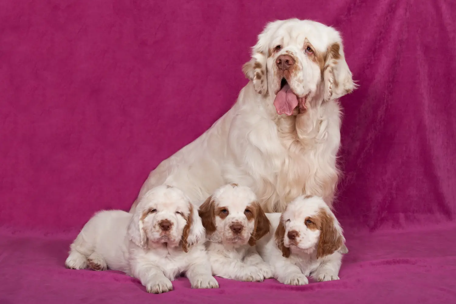 Buying a Clumber Spaniel puppy means taking responsibility! Buy Clumber Spaniel puppies.