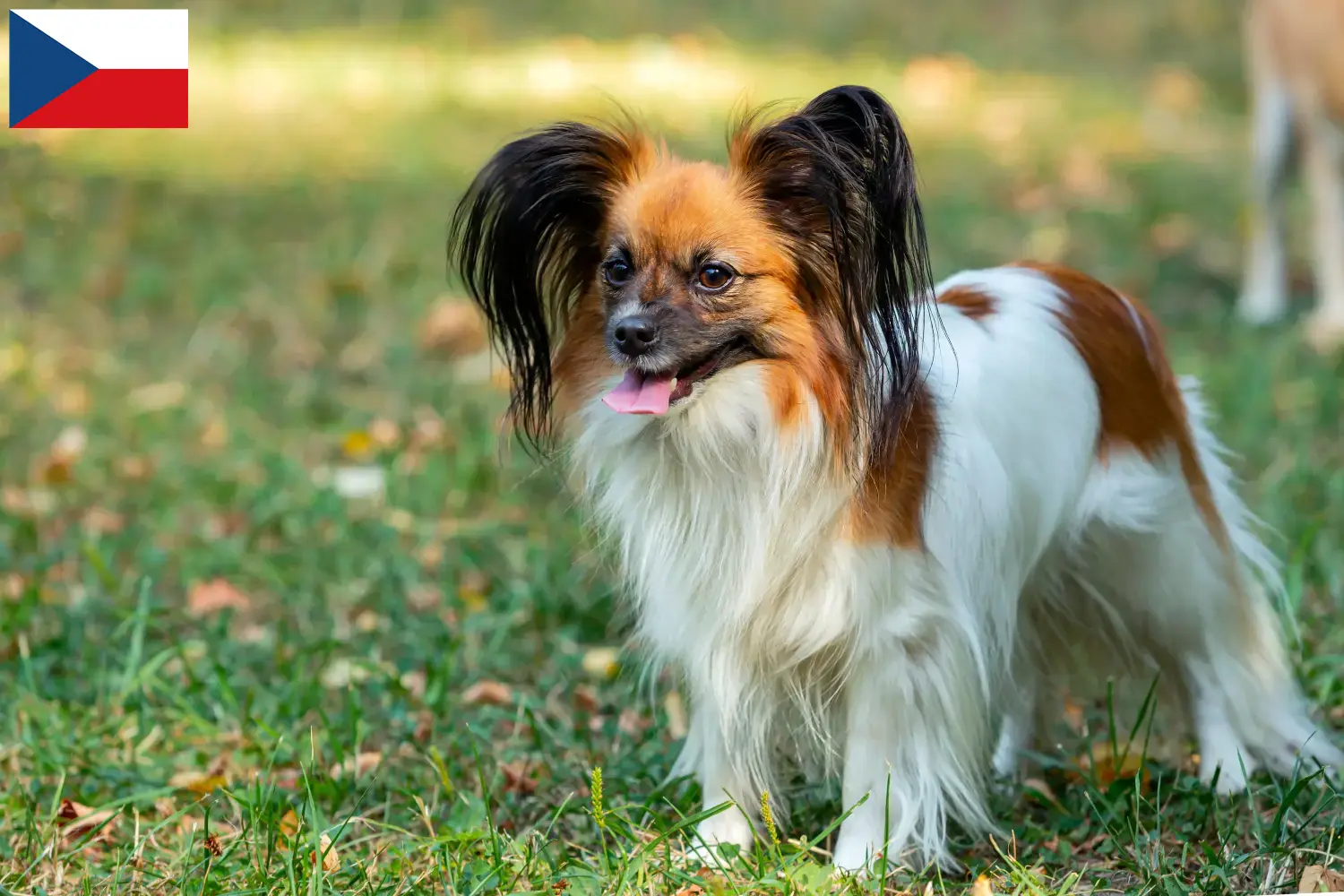 Read more about the article Continental Dwarf Spaniel breeder and puppies in the Czech Republic