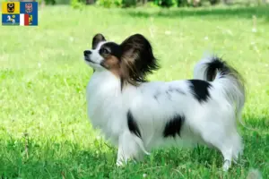 Read more about the article Continental Dwarf Spaniel breeder and puppies in Moravia-Silesia