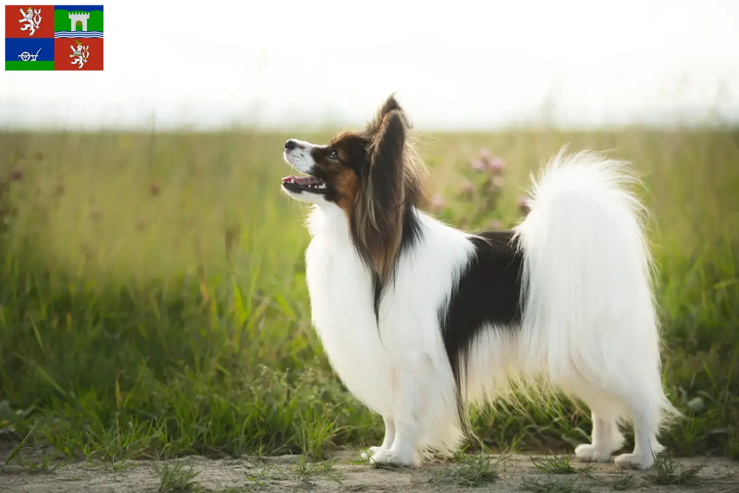 Read more about the article Continental Dwarf Spaniel breeder and puppies in Ústí
