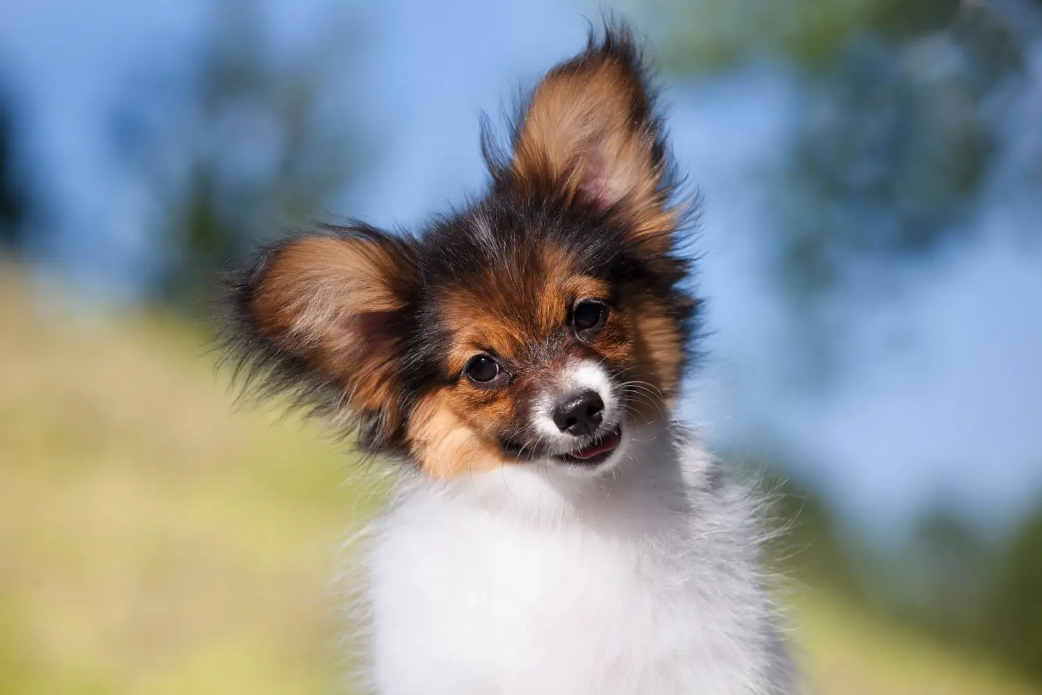 Buying a Continental Miniature Spaniel puppy means taking responsibility! Buy Continental Miniature Spaniel puppies.