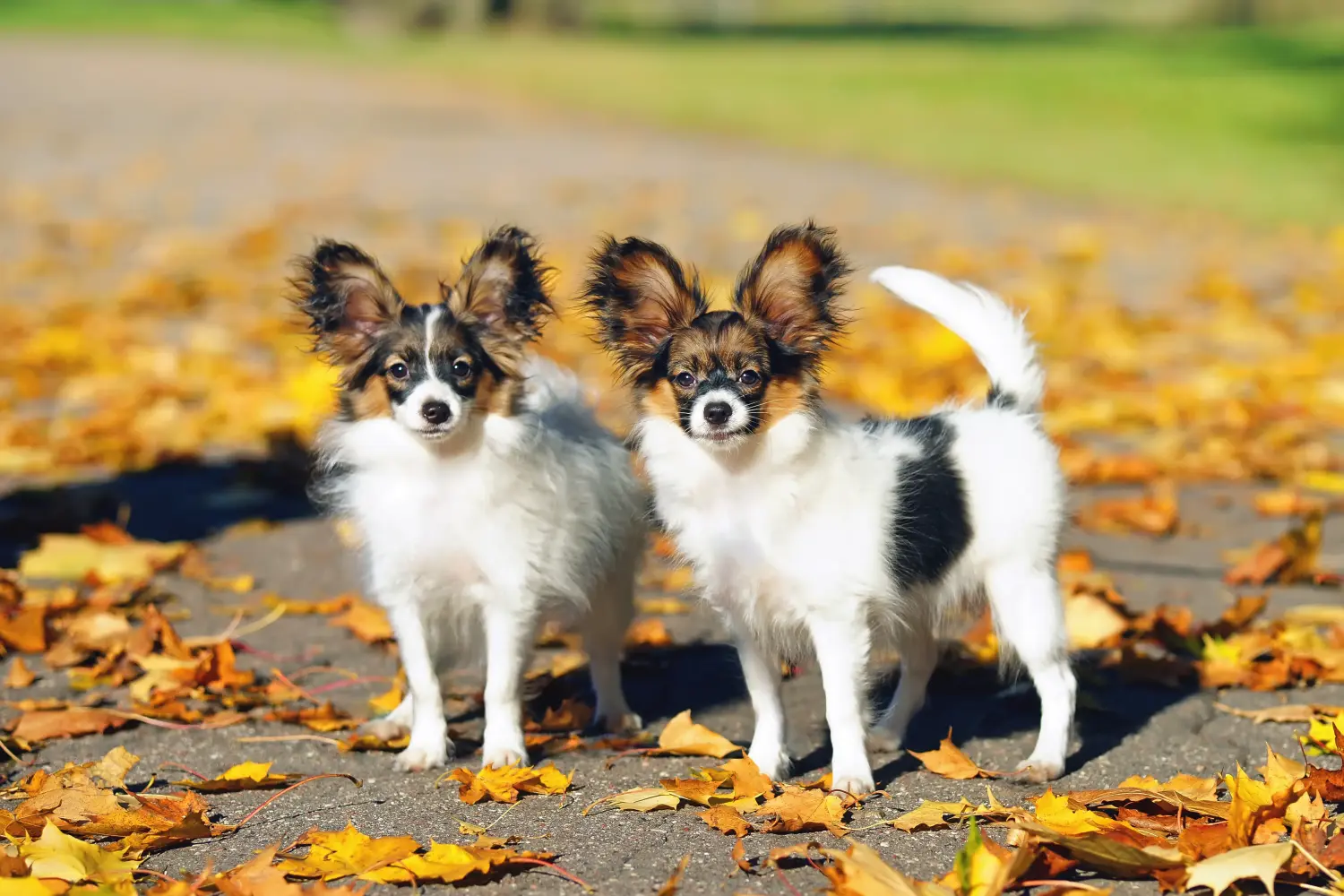 Buying a Continental Miniature Spaniel puppy means taking responsibility! Buy Continental Miniature Spaniel puppies.