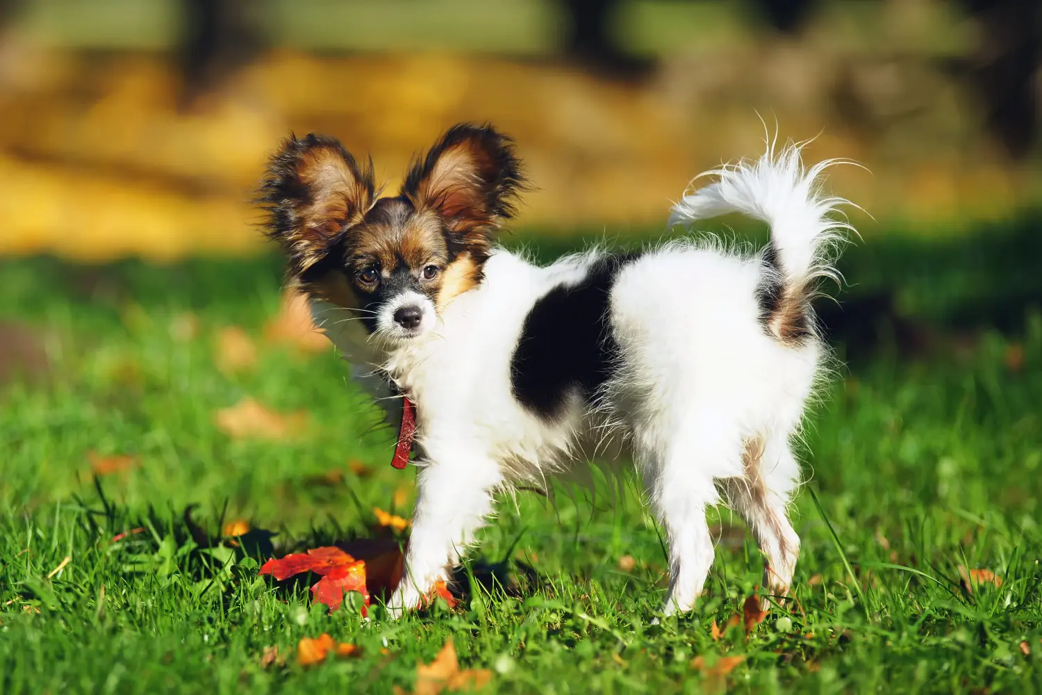 Buying a Continental Miniature Spaniel puppy means taking responsibility! Buy Continental Miniature Spaniel puppies.