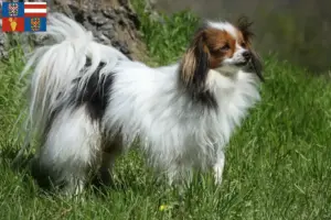 Read more about the article Continental Dwarf Spaniel breeder and puppies in South Moravia