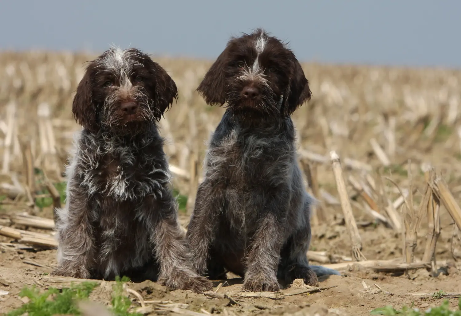 Buying a Griffon d'arrêt à poil dur puppy means taking responsibility! Buy Korthals Griffon puppies.