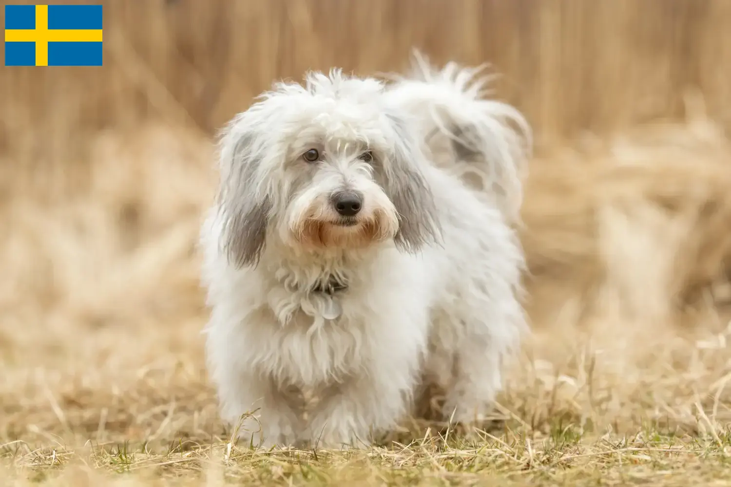 Read more about the article Coton de Tuléar breeders and puppies in Sweden