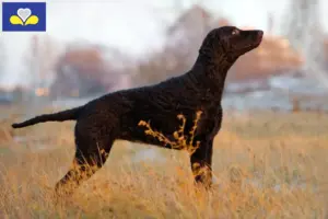 Read more about the article Curly Coated Retriever breeders and puppies in the Brussels-Capital Region