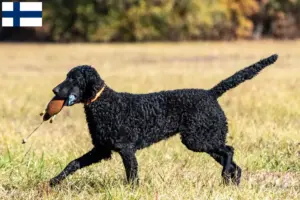 Read more about the article Curly Coated Retriever breeders and puppies in Finland
