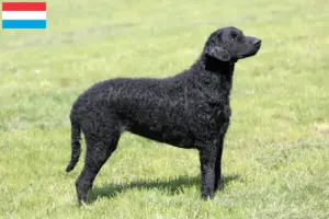 Read more about the article Curly Coated Retriever breeders and puppies in Luxembourg