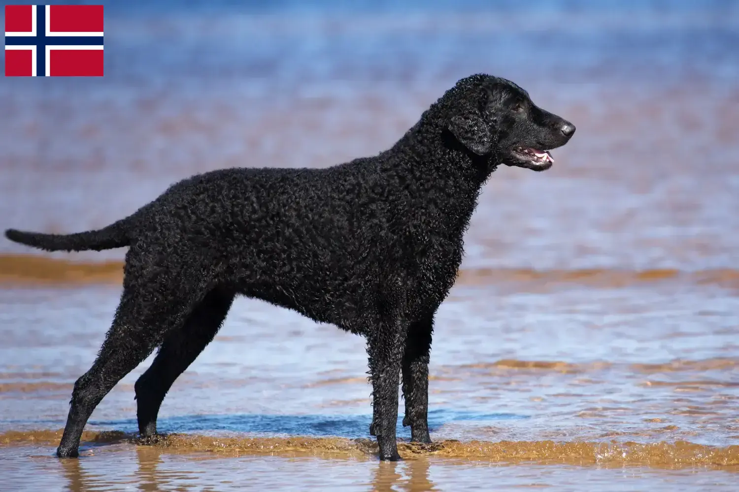 Curly Coated Retriever puppies and breeders Norway Here you can find Curly Coated Retriever breeders in Norway.