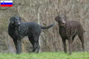 Read more about the article Curly Coated Retriever breeders and puppies in Slovenia