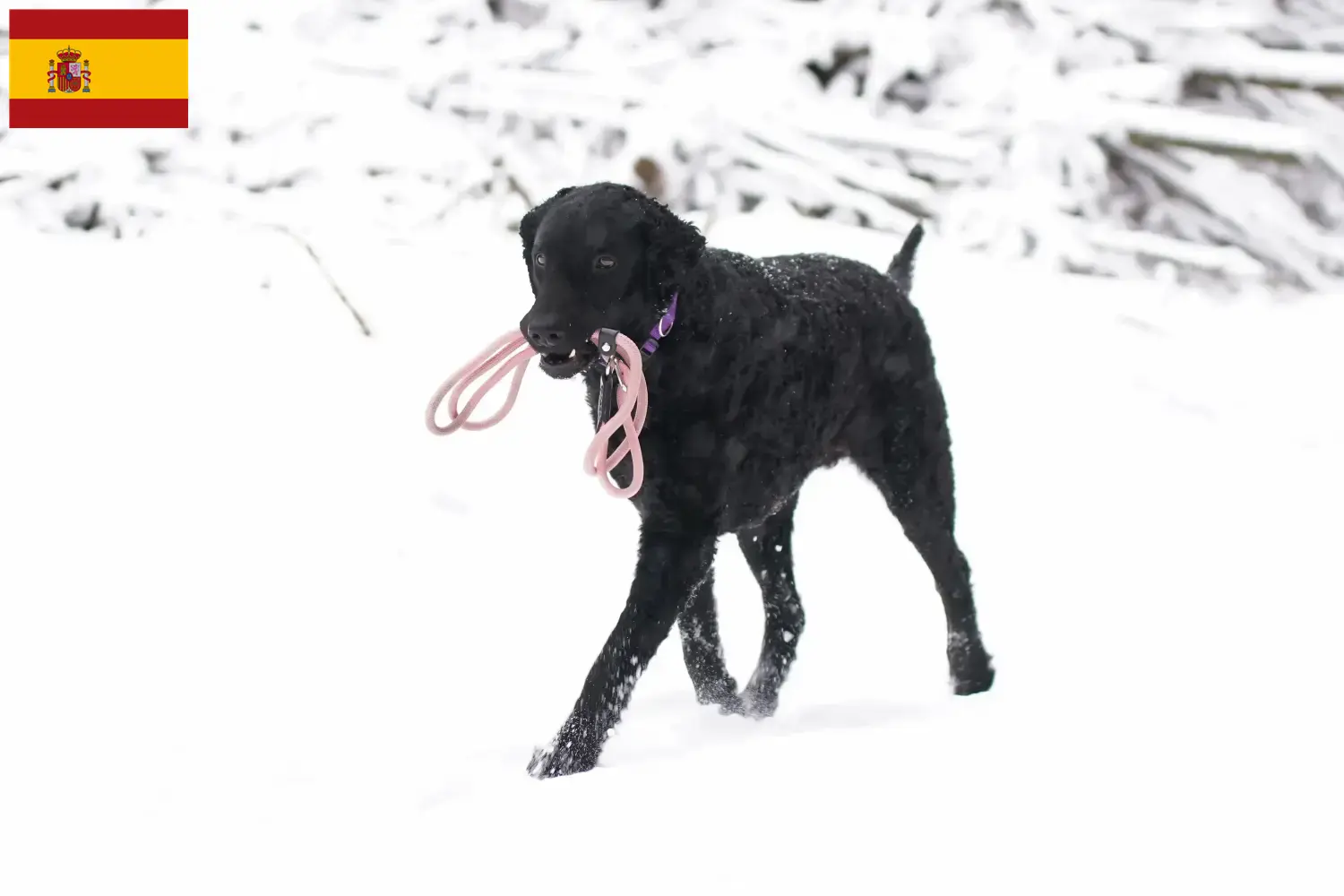 Curly Coated Retriever puppies and breeders Spain Here you can find Curly Coated Retriever breeders in Spain.