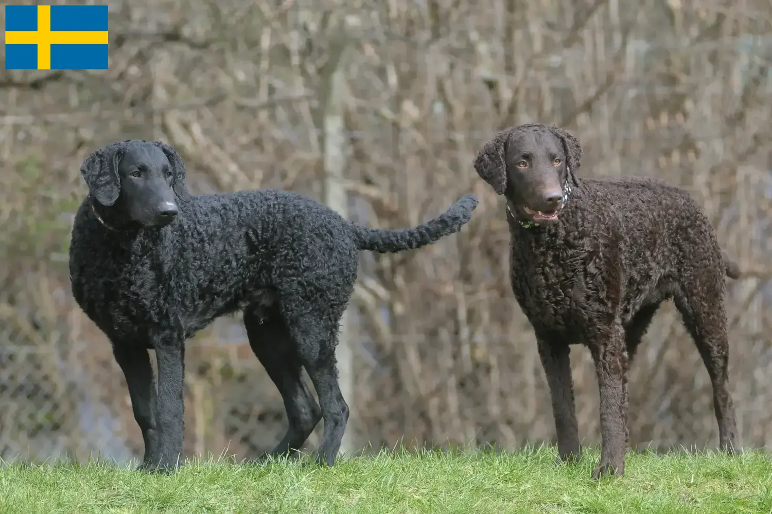 Curly Coated Retriever puppies and breeders Sweden Here you can find Curly Coated Retriever breeders in Sweden.
