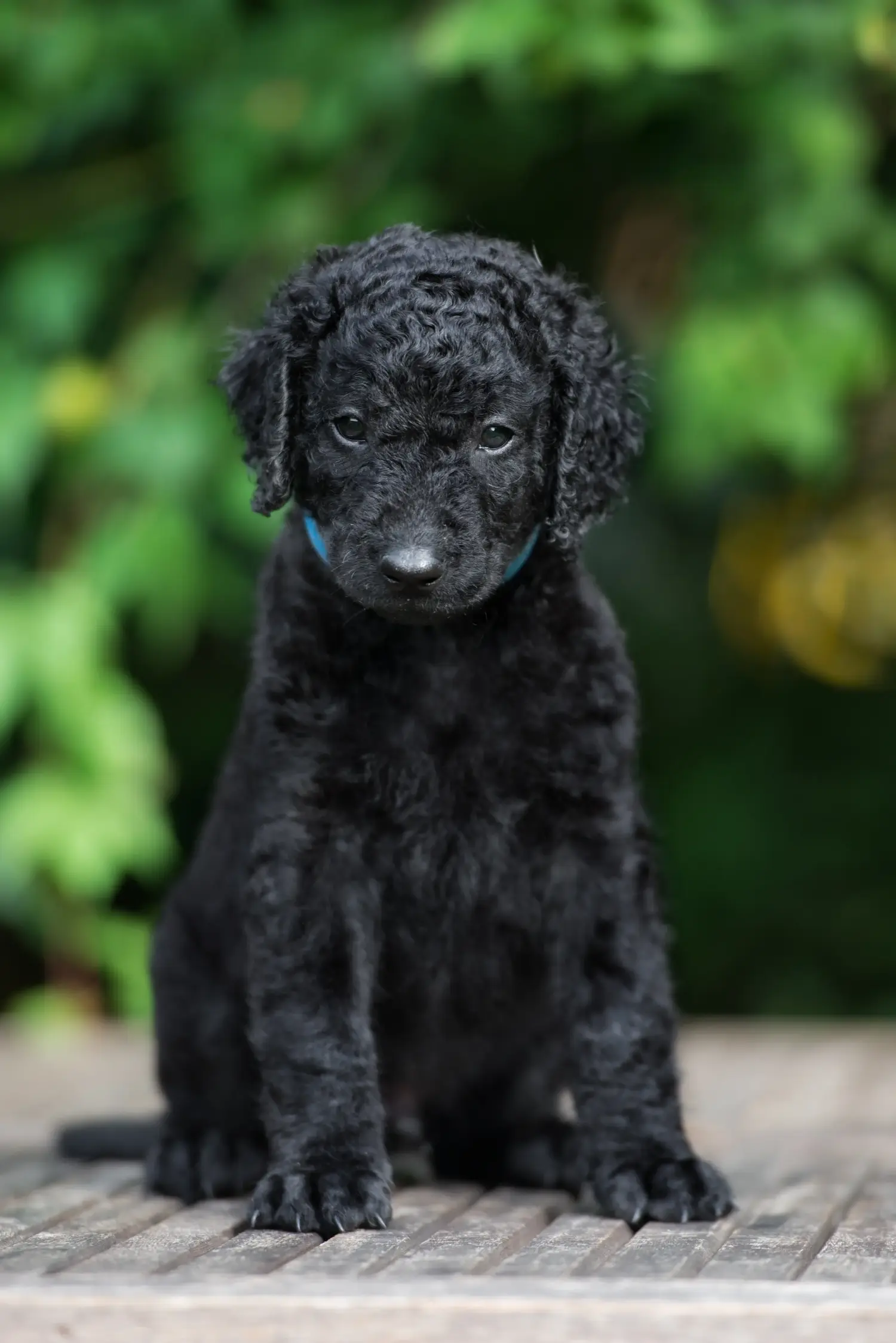 Buying a Curly Coated Retriever puppy means taking responsibility! Buy Curly Coated Retriever puppies.
