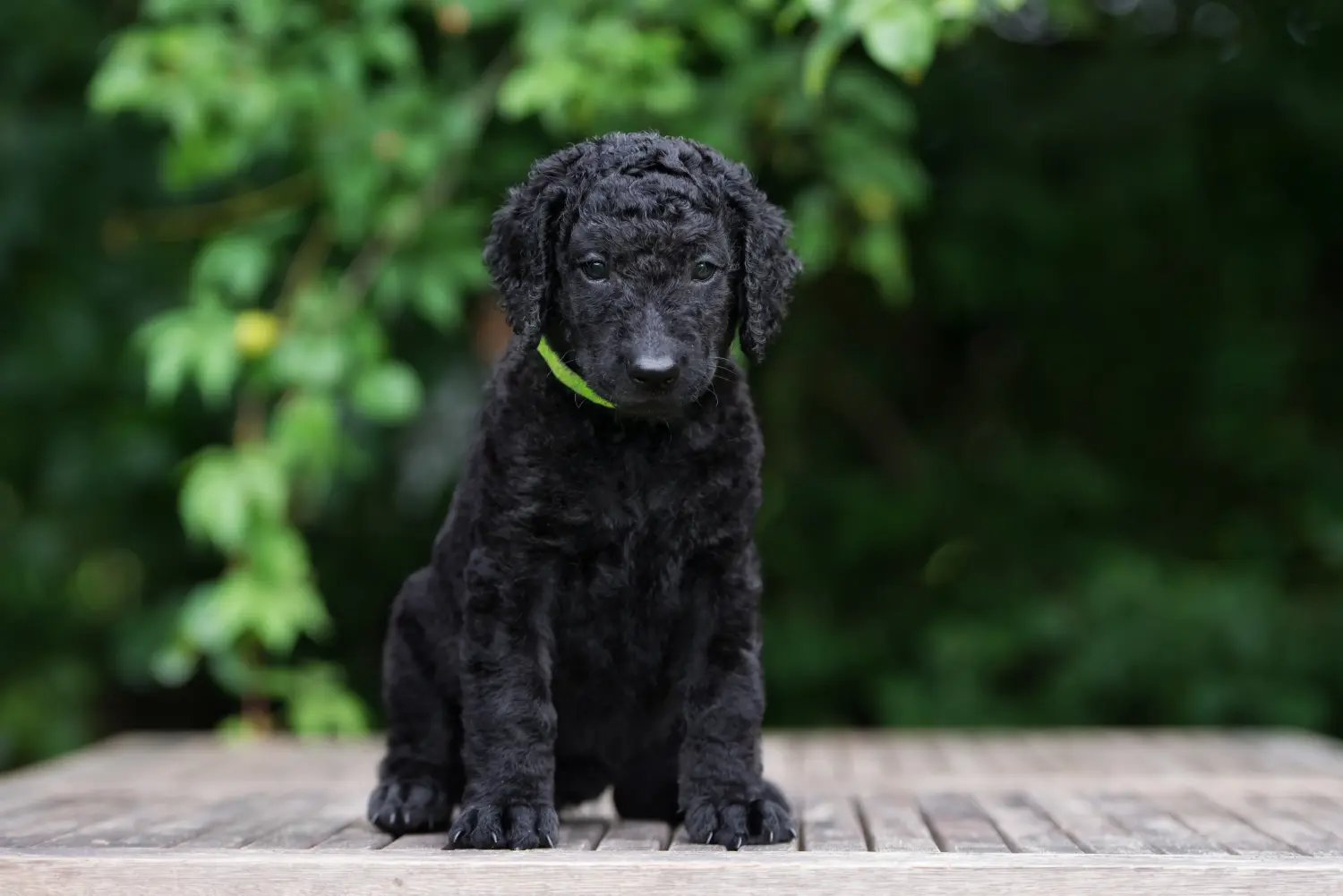 Buying a Curly Coated Retriever puppy means taking responsibility! Buy Curly Coated Retriever puppies.