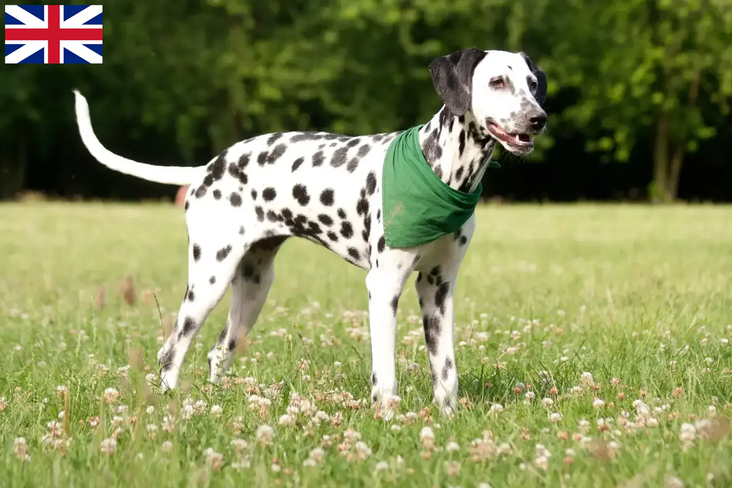 Dalmatian puppies and breeders Great Britain Here you can find Dalmatian breeders in Great Britain.