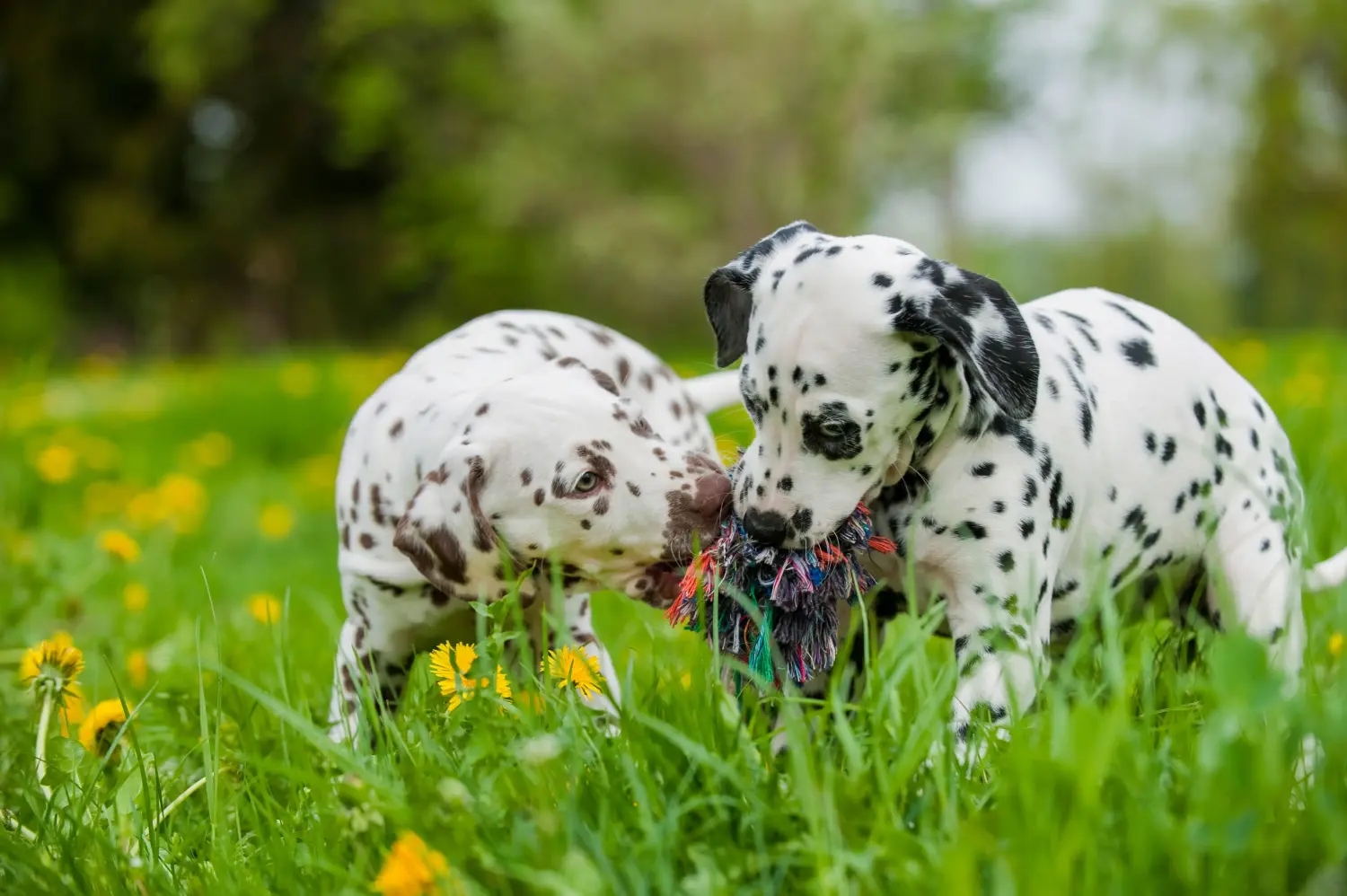 Buying a Dalmatian puppy means taking responsibility! Buy Dalmatian puppies.
