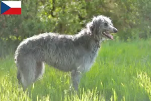 Read more about the article Deerhound breeders and puppies in the Czech Republic