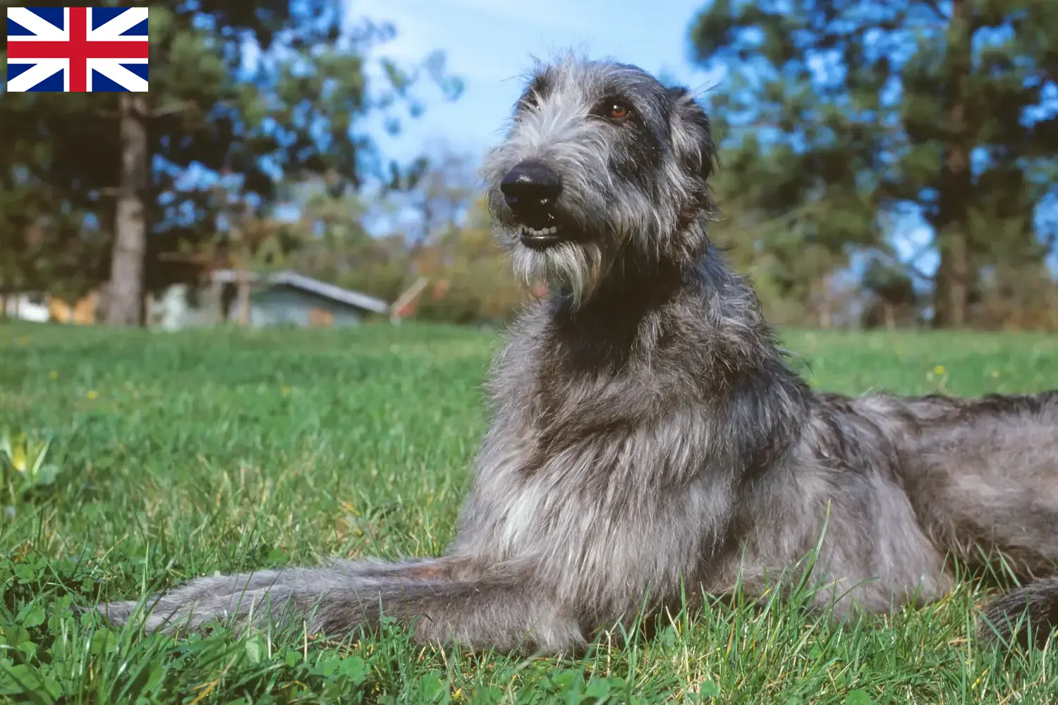 Deerhound puppies and breeders Great Britain Here you can find Deerhounds breeders in Great Britain.
