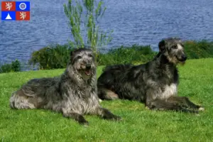 Read more about the article Deerhound breeders and puppies in Liberec