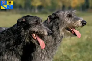 Read more about the article Deerhound breeders and puppies in Olomouc